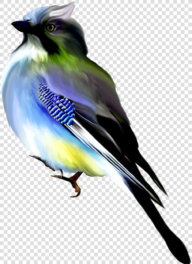 Hand Painted Black Blue Watercolor Bird Png Transparent   Красивые Птички Клипарты  Png DownloadTransparent PNG