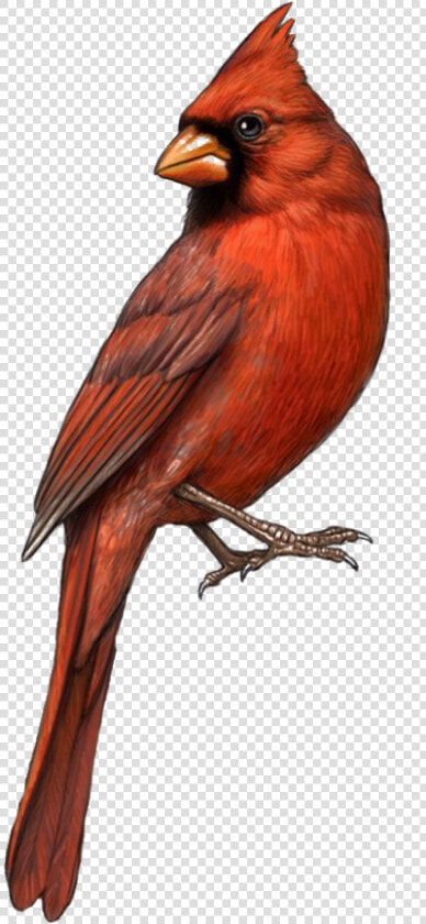 Bird St Louis Cardinals Northern Clip Art   Transparent Background Cardinal Png  Png DownloadTransparent PNG