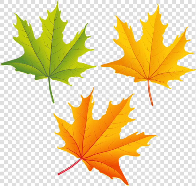 Fall Leaves Clipart High Resolution   Fall Leaves Free Clip Art  HD Png DownloadTransparent PNG