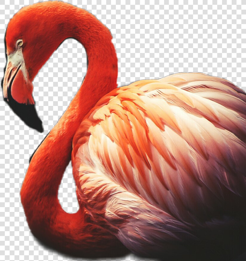  flamingo  red  feather   plumage   Greater Flamingo  HD Png DownloadTransparent PNG