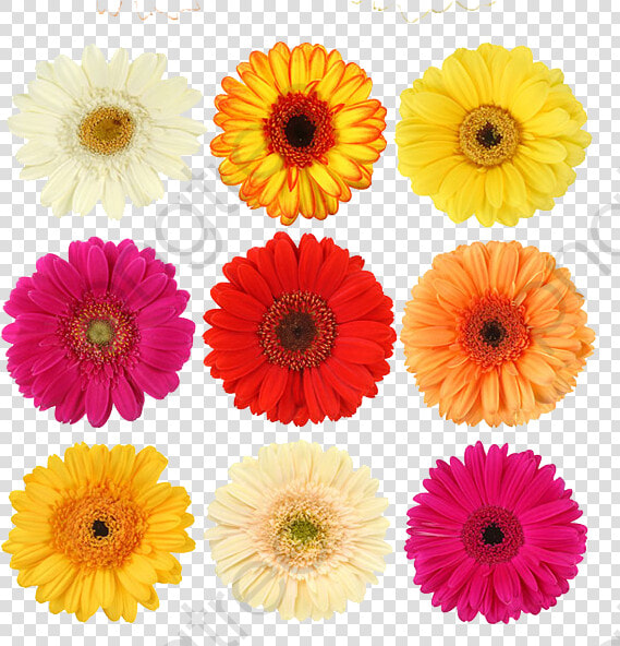 Perfume Clipart Daisy   Margarida Flor In English  HD Png DownloadTransparent PNG