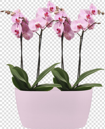 Put Multiple Orchids In One Pot  HD Png DownloadTransparent PNG