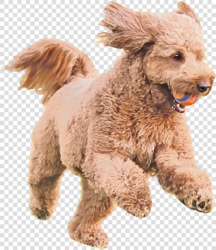 French Bulldog Licking His Chops   Toy Poodle  HD Png DownloadTransparent PNG