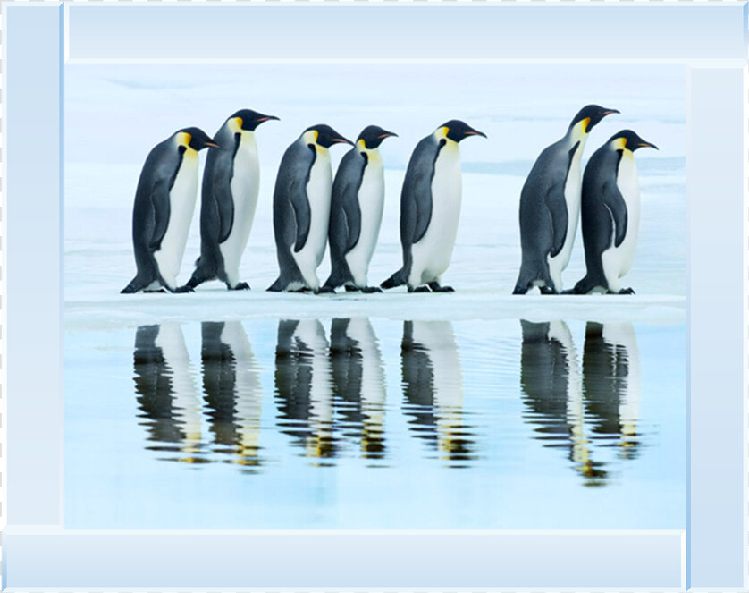 Emperor Penguin Png  Transparent PngTransparent PNG