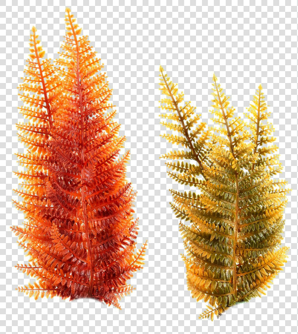 Underwater Plants  Sea Plants  Free Graphics  Photoshop    Under Water Plants Png  Transparent PngTransparent PNG