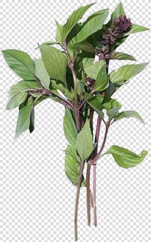 Cinnamon Basil   Basilico E Cannella  HD Png DownloadTransparent PNG