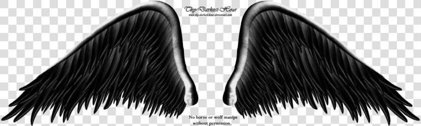 Thumb Image   Angels Wing Black And Whites Png  Transparent PngTransparent PNG