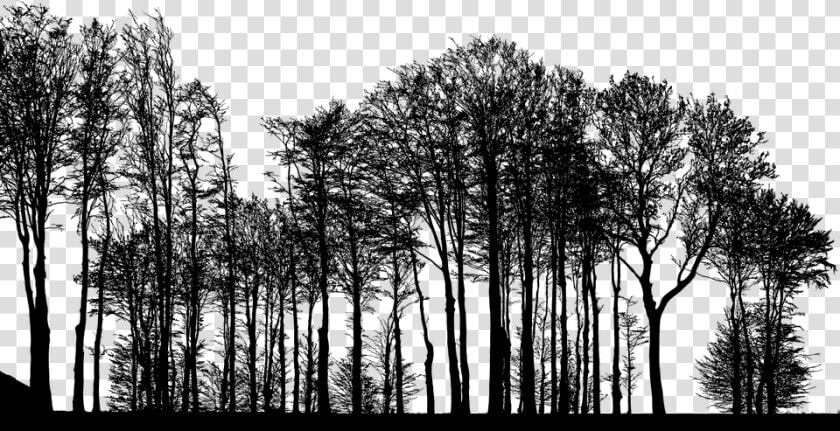 Forest  Trees  Silhouette  Tree  Branches  Landscape   Forest Trees Silhouette Png  Transparent PngTransparent PNG