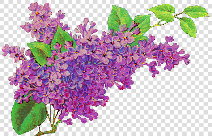 Common Lilac Flower Purple Lavender  HD Png DownloadTransparent PNG