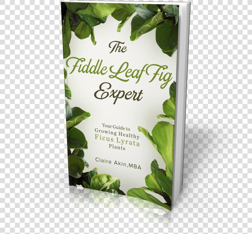 The Fiddle Leaf Fig Book Has A New Cover And A Lower  HD Png DownloadTransparent PNG