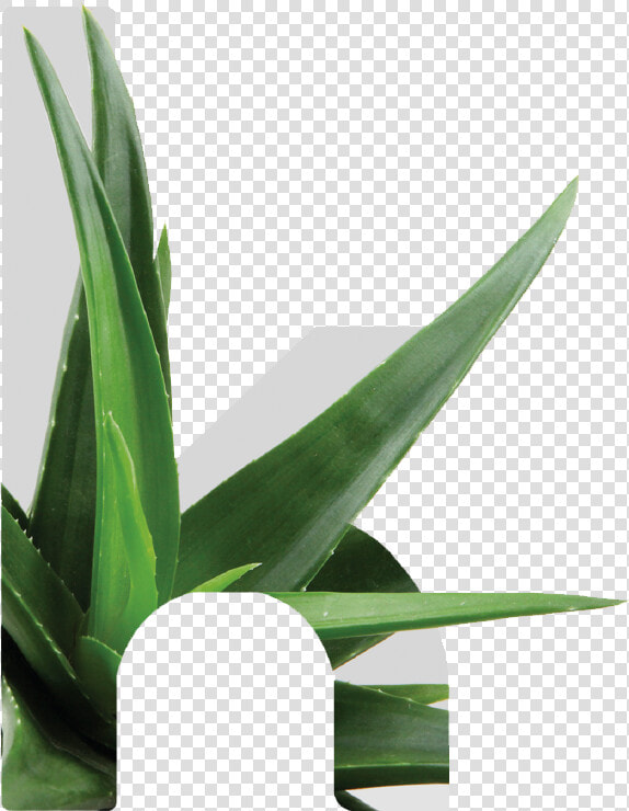 Kretaloe   Grass   Houseplant  HD Png DownloadTransparent PNG