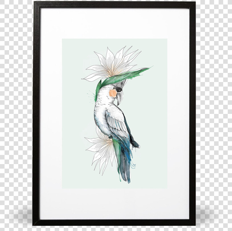 Bird Of Paradise Illustrative Print  HD Png DownloadTransparent PNG