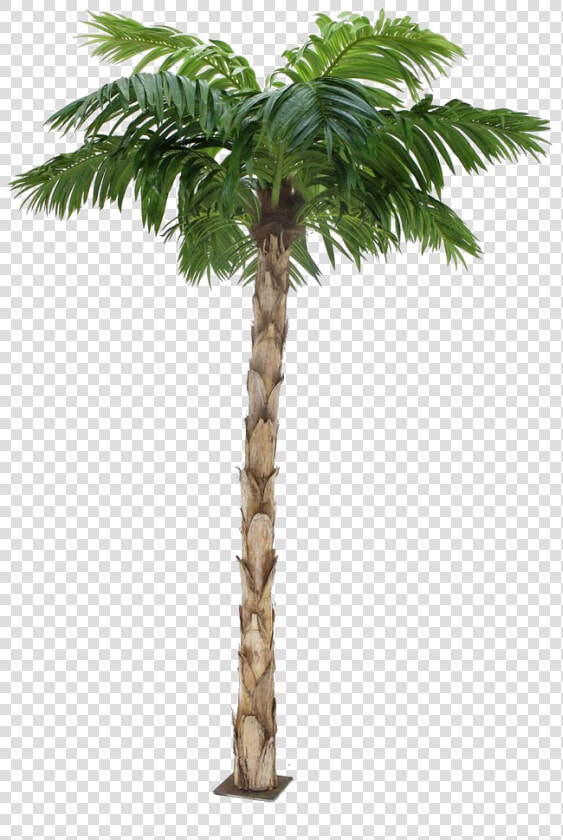 Palm Tree Png Image Background   Transparent Background Png Format Palm Tree Png  Png DownloadTransparent PNG