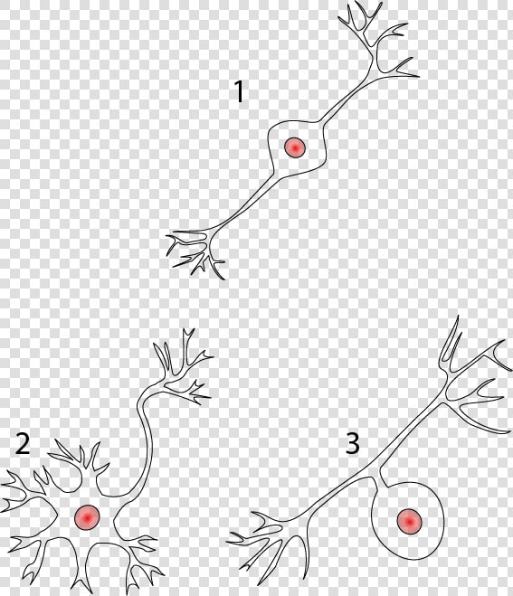 Multipolar  Bipolar  And Unipolar Neurons   Unipolar Neuron Multipolar Bipolar Unlabeled  HD Png DownloadTransparent PNG