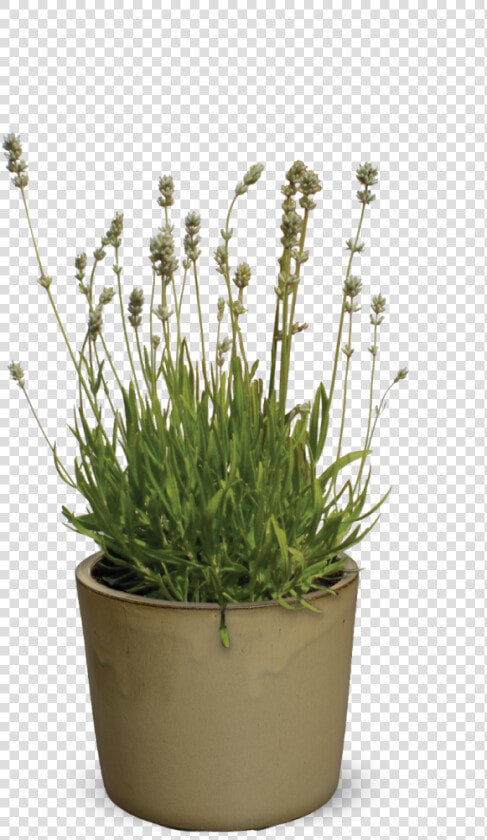 Flowerpot  HD Png DownloadTransparent PNG