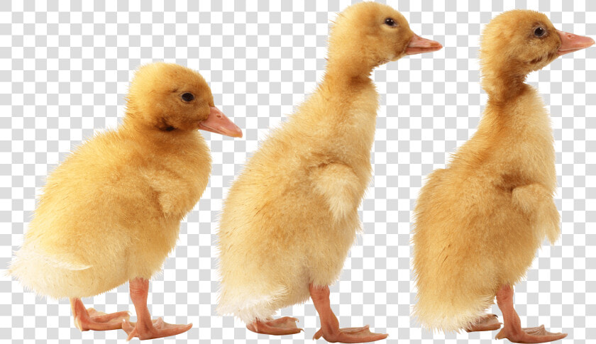 Ducklings Png  Transparent PngTransparent PNG