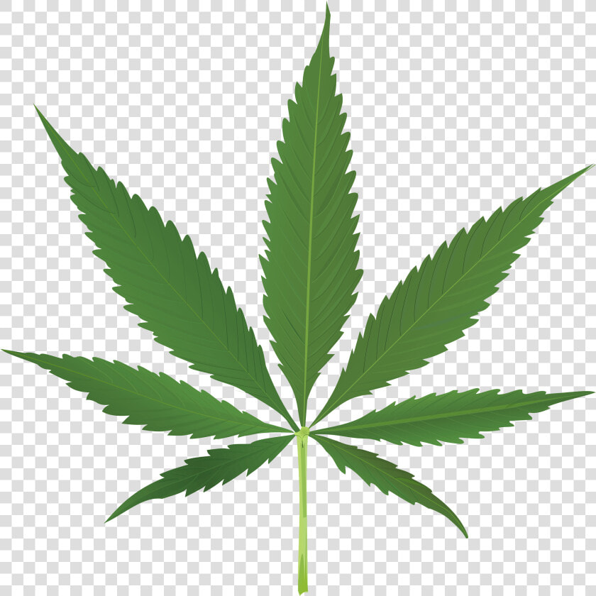 Pot Leaf No Background   Transparent Background Cannabis Leaf  HD Png DownloadTransparent PNG