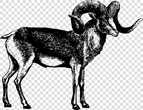 Male Goat Vector Illustration   Marco Polo Sheep Png  Transparent PngTransparent PNG