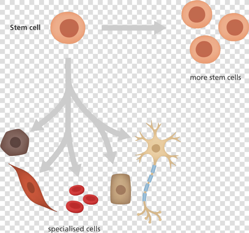 What Is A Stem Cell   Clip Art Stem Cell  HD Png DownloadTransparent PNG