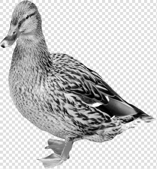 Mallard Png Free Download   Goose Bill Vs Duckbill  Transparent PngTransparent PNG