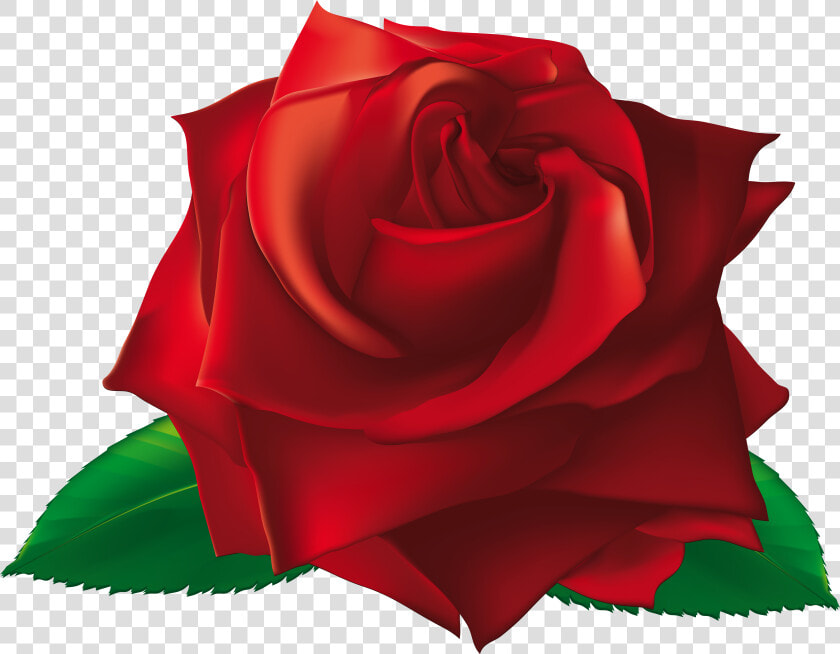 Transparent White Rose Border Png   Single Transparent Red Rose Flower  Png DownloadTransparent PNG