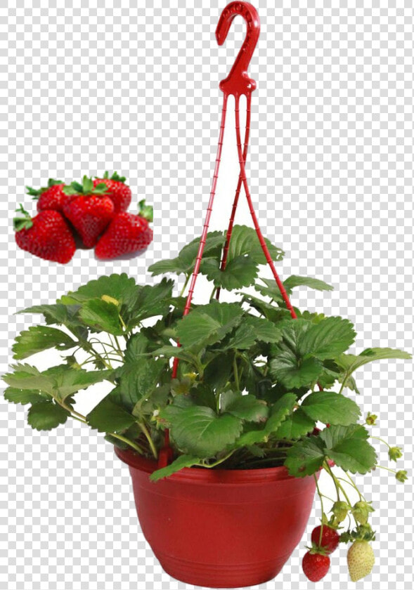 Free Strawberry Plant Png   Strawberry Plants Hanging Basket  Transparent PngTransparent PNG