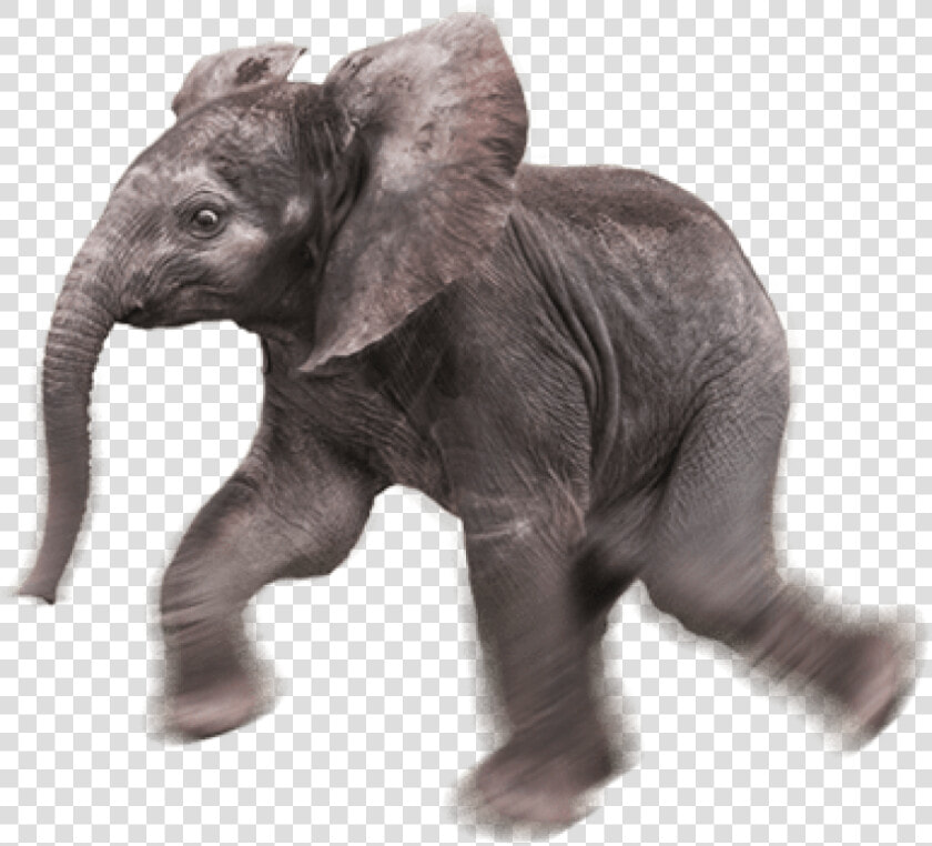 Baby Elephant Png   Baby Elephant Transparent Background  Png DownloadTransparent PNG