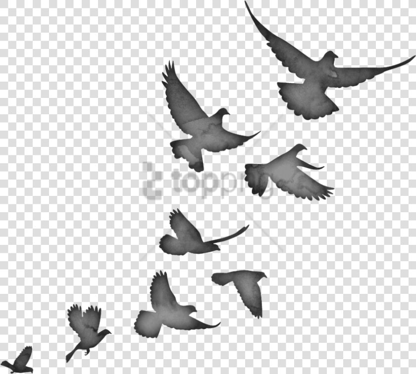 Stock dove   Flying Bird Flock Silhouette  HD Png DownloadTransparent PNG