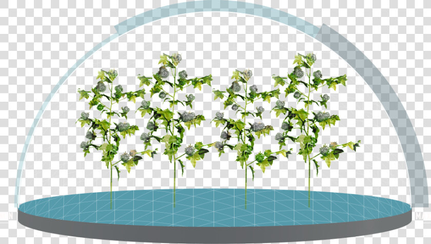 Crops Clipart Soy Plant  HD Png DownloadTransparent PNG