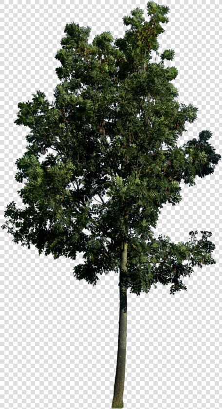 Best Free Tree Png Image   3d Model Tree Free  Transparent PngTransparent PNG