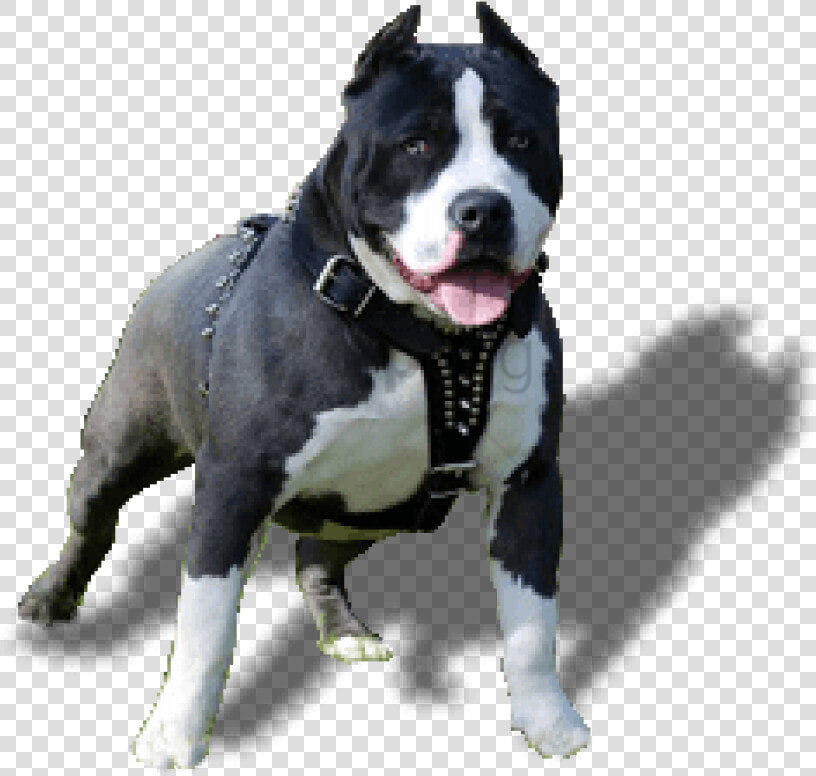 Pit bull   Pitbull Dog Png Hd  Transparent PngTransparent PNG