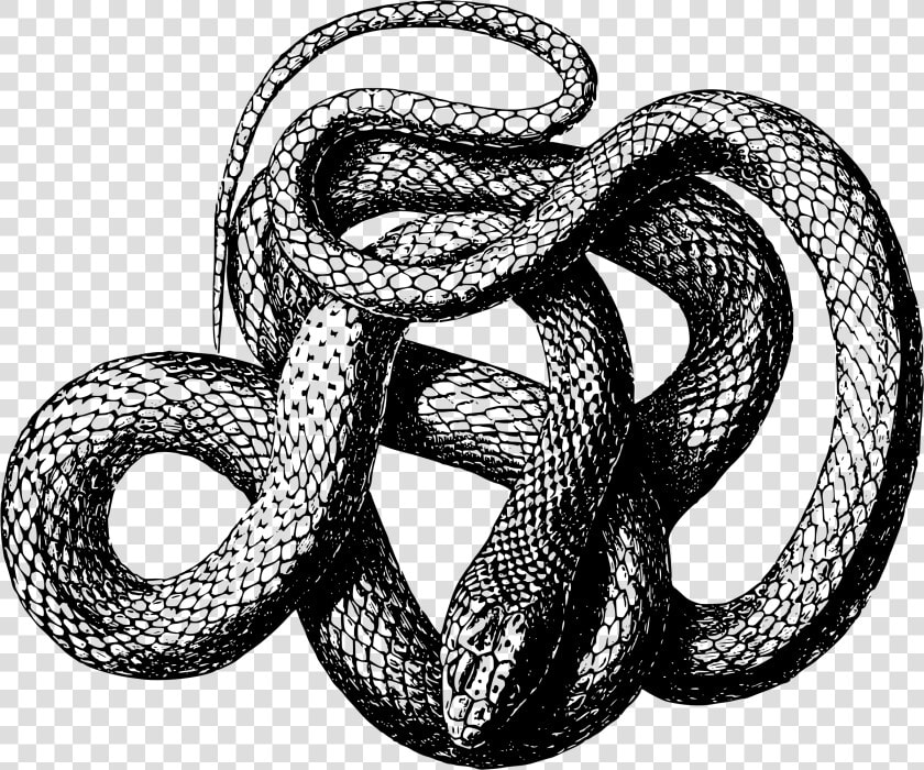 Viper Snake Png   Snake Transparent Black And White  Png DownloadTransparent PNG