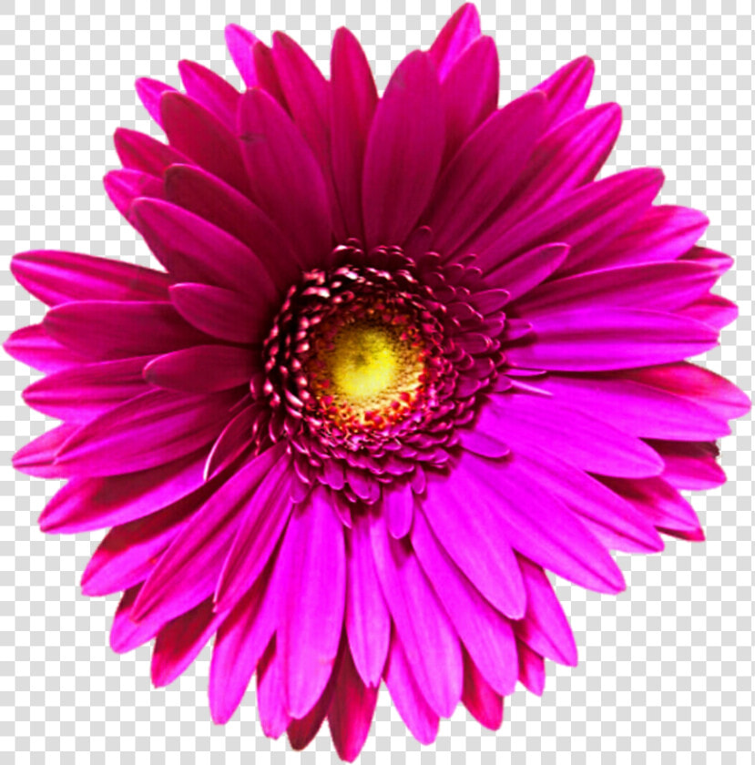 Pink Flower Clipart Transparent Background   Gerbera Png  Png DownloadTransparent PNG