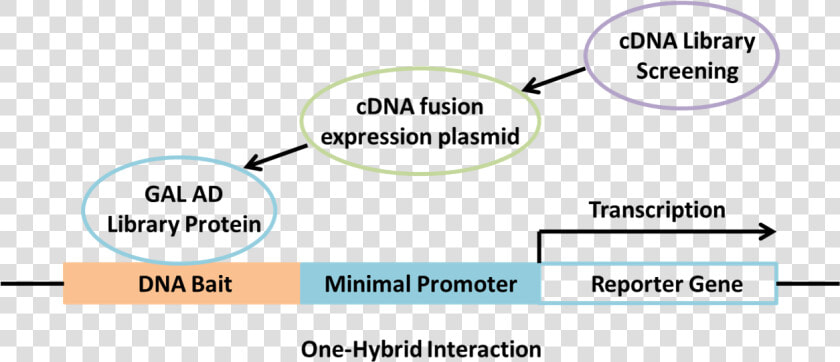 Yeast One Hybrid Assay  HD Png DownloadTransparent PNG