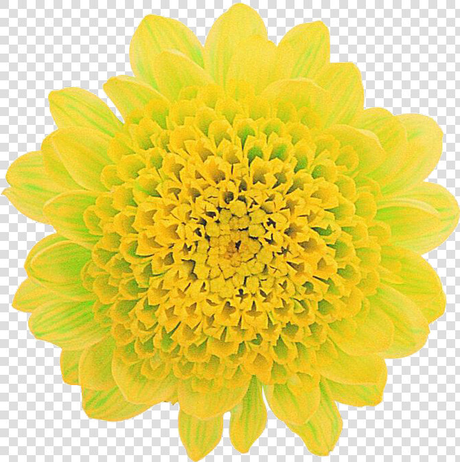 Common Zinnia  HD Png DownloadTransparent PNG