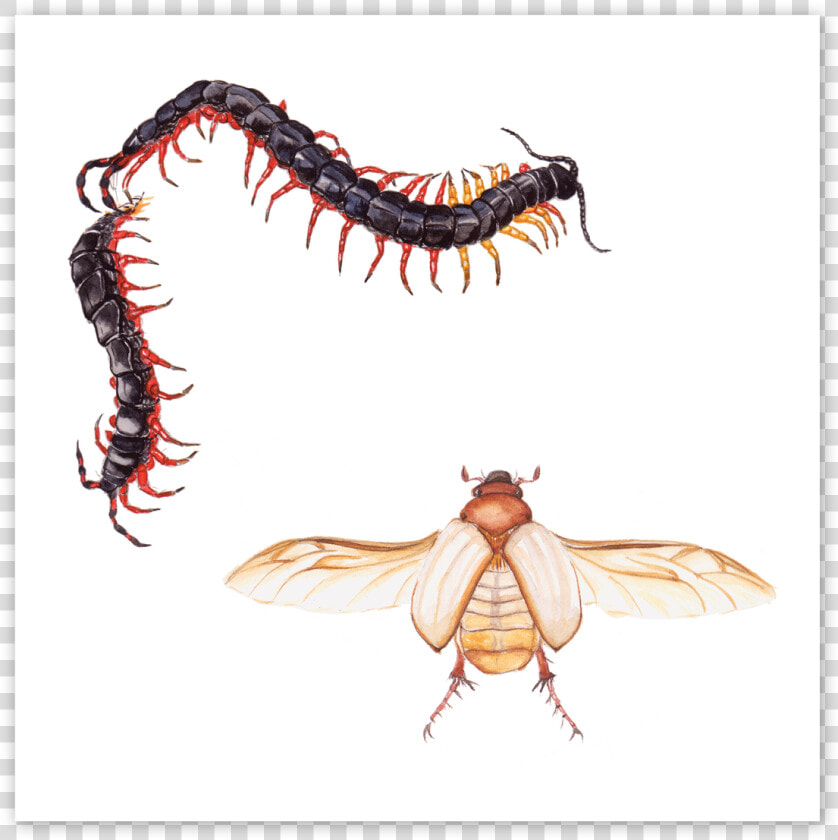 Cicada  HD Png DownloadTransparent PNG