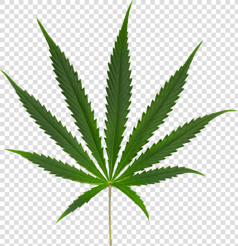 Cannabis Png Image   Canabi Sativa  Transparent PngTransparent PNG