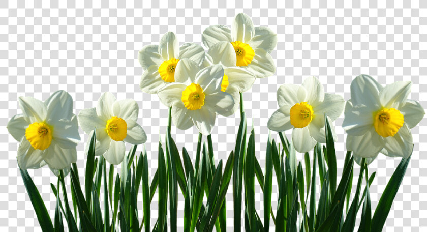 Daffodils  Osterglocken  Spring  Easter  Spring Flowers   Daffodils Transparent  HD Png DownloadTransparent PNG