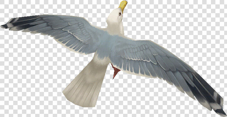 Seagulls Png  Transparent PngTransparent PNG