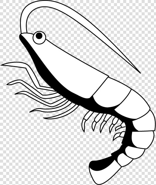 Shrimp Related Keywords Free Download Clipart   Shrimp Black And White  HD Png DownloadTransparent PNG