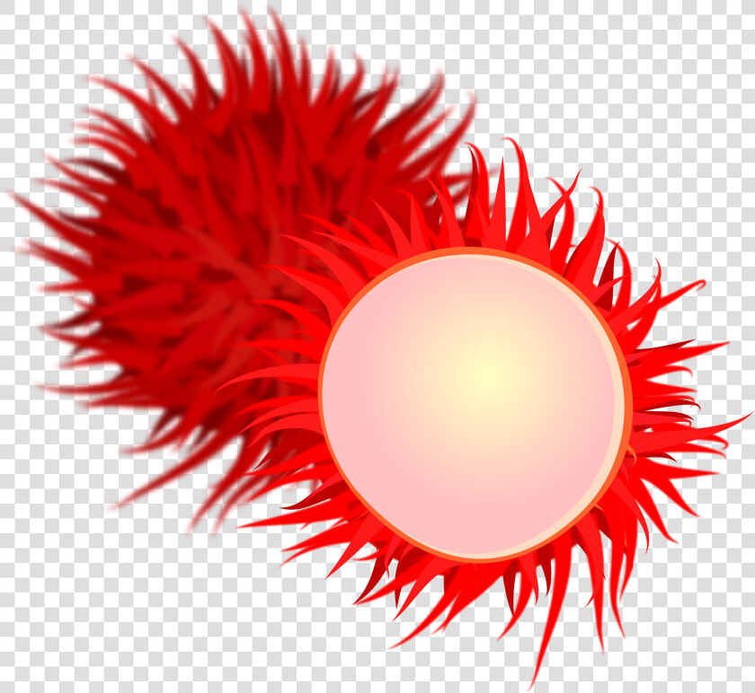 Computer Wallpaper close Up fruit   Clipart Rambutan Png  Transparent PngTransparent PNG