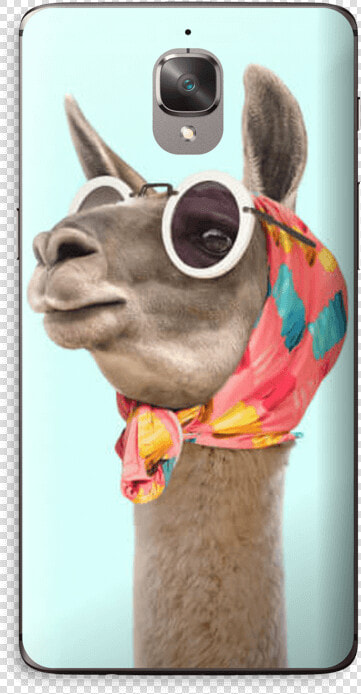 Fashion Llama Skin Oneplus 3t   نكت عن البنات يوم العيد  HD Png DownloadTransparent PNG