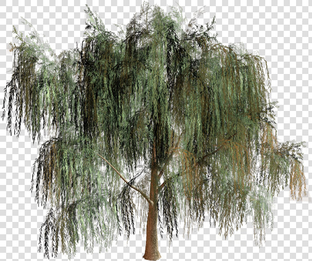 Willow Tree Branch Biome   Willow Tree Png  Transparent PngTransparent PNG