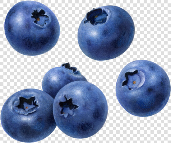 Blueberries Png   Blue Berry No Background  Transparent PngTransparent PNG