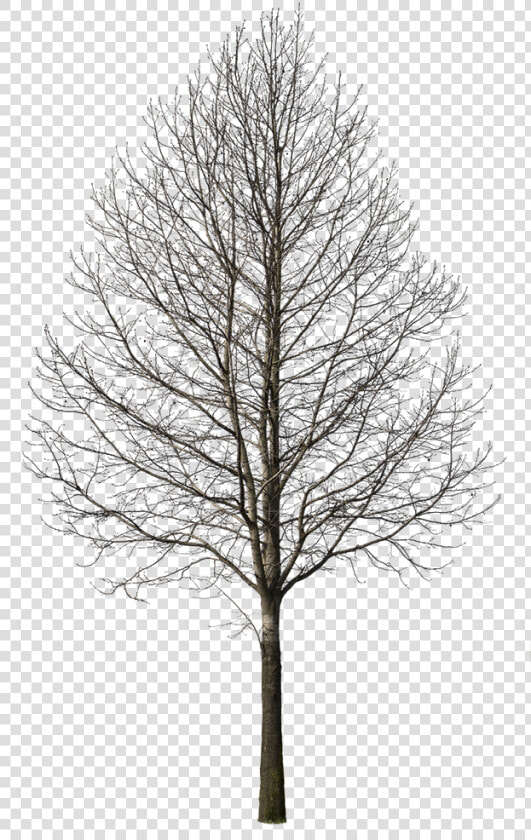 Deciduous Trees Png  Transparent PngTransparent PNG