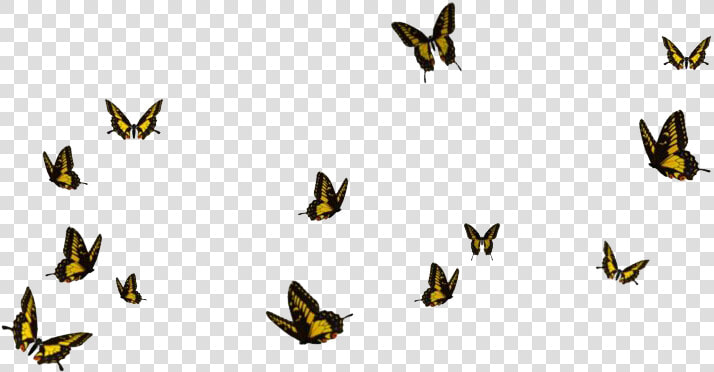 Real Butterfly Free Png Image   Transparent Background Butterfly Png  Png DownloadTransparent PNG