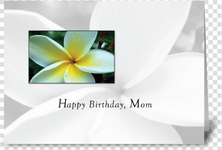 Mom Birthday Single Flower Greeting Card   Frangipani  HD Png DownloadTransparent PNG