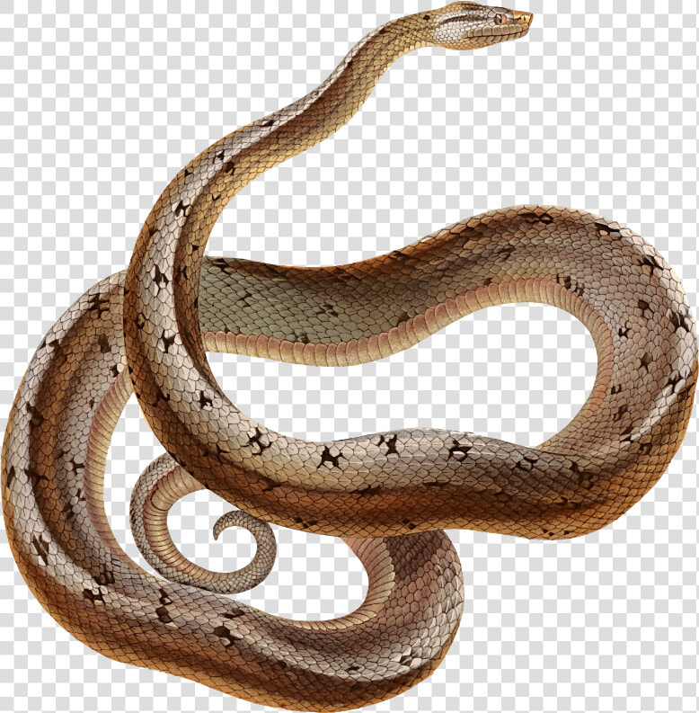 Dusky Dwarf Boa   D amp d 5e Constrictor Snake  HD Png DownloadTransparent PNG