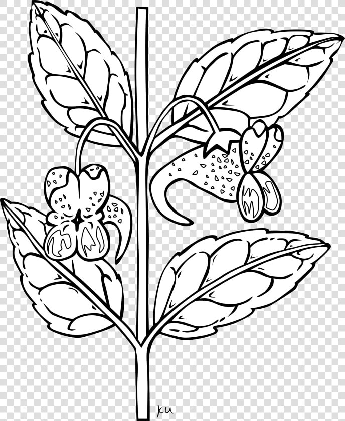 Flower Plant Stem Download   Free Plant Clipart Black And White  HD Png DownloadTransparent PNG