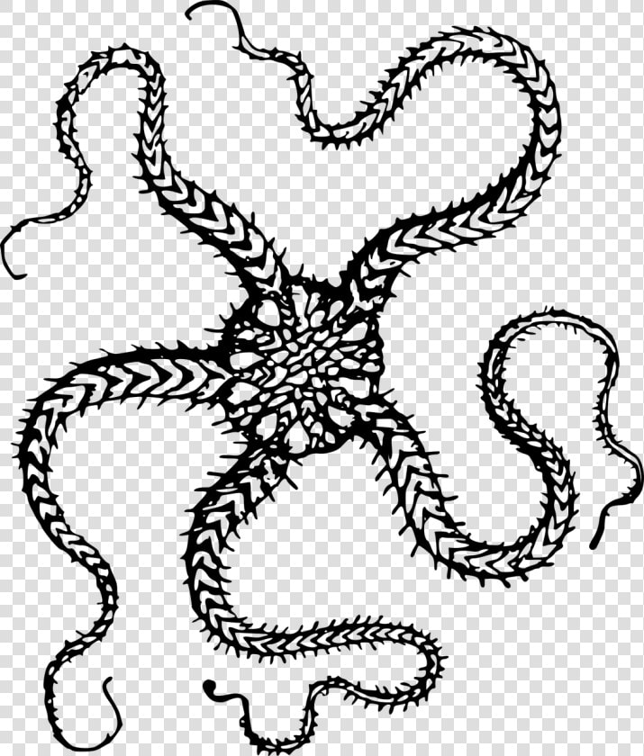 Animal Echinoderm Ocean Free Picture   Black And White Real Starfish  HD Png DownloadTransparent PNG